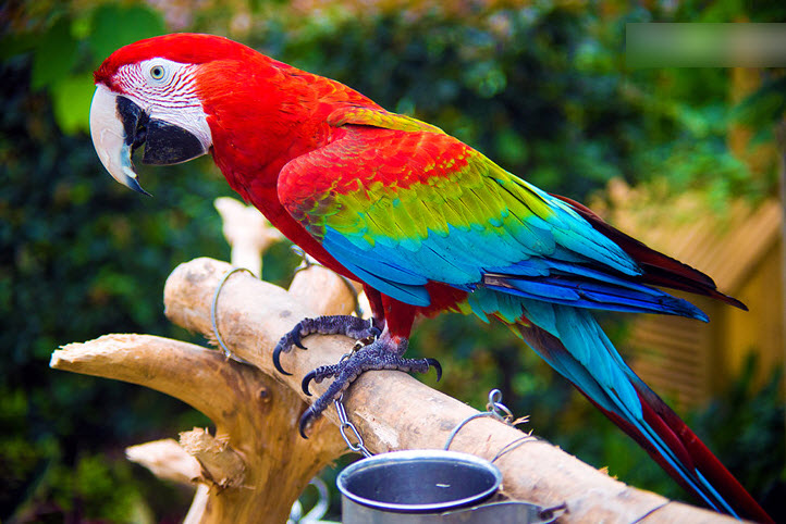 南无 第三世多杰羌佛_自由